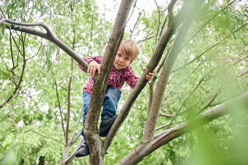 Young boy climbing a tree